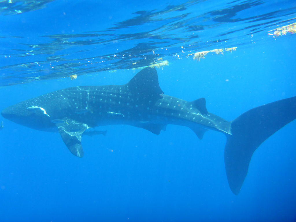 ce51d62e-cb05-4298-9835-e1511491254b