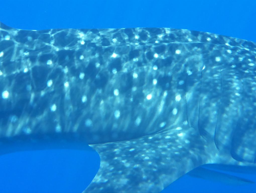 ce51d62e-cb05-4298-9835-e1511491254b