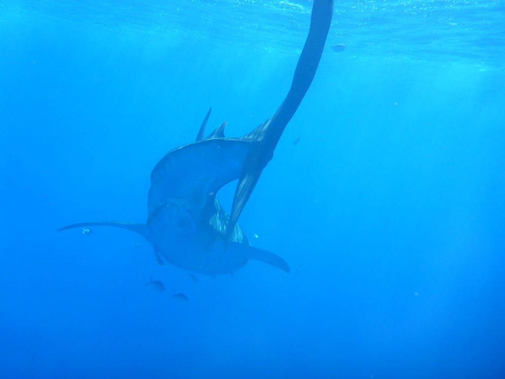 ce51d62e-cb05-4298-9835-e1511491254b