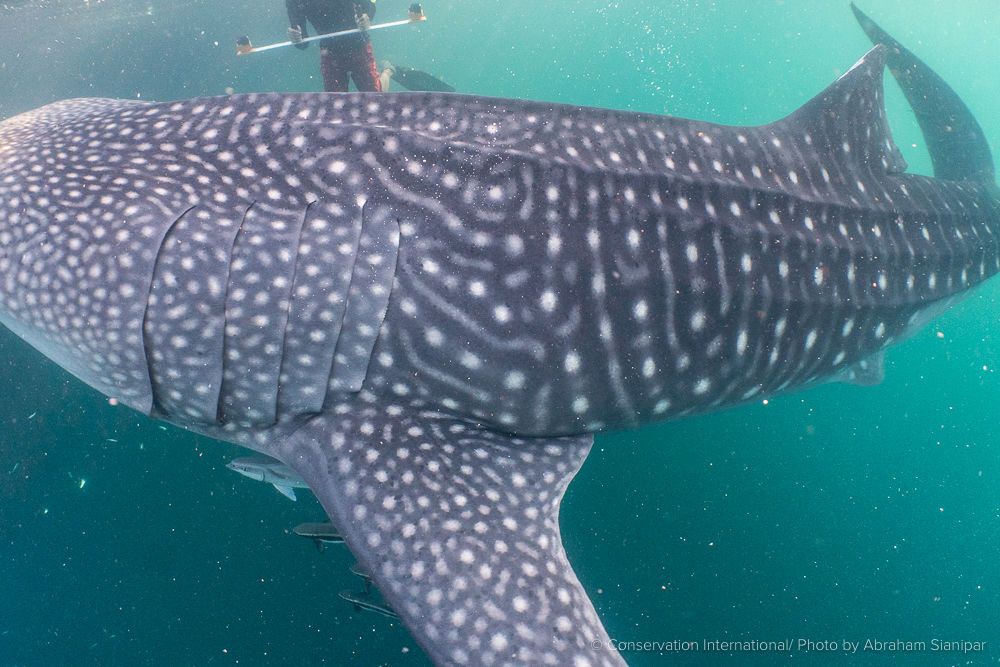 ca1e2927-38ba-4ced-a6ba-d75a327ae641