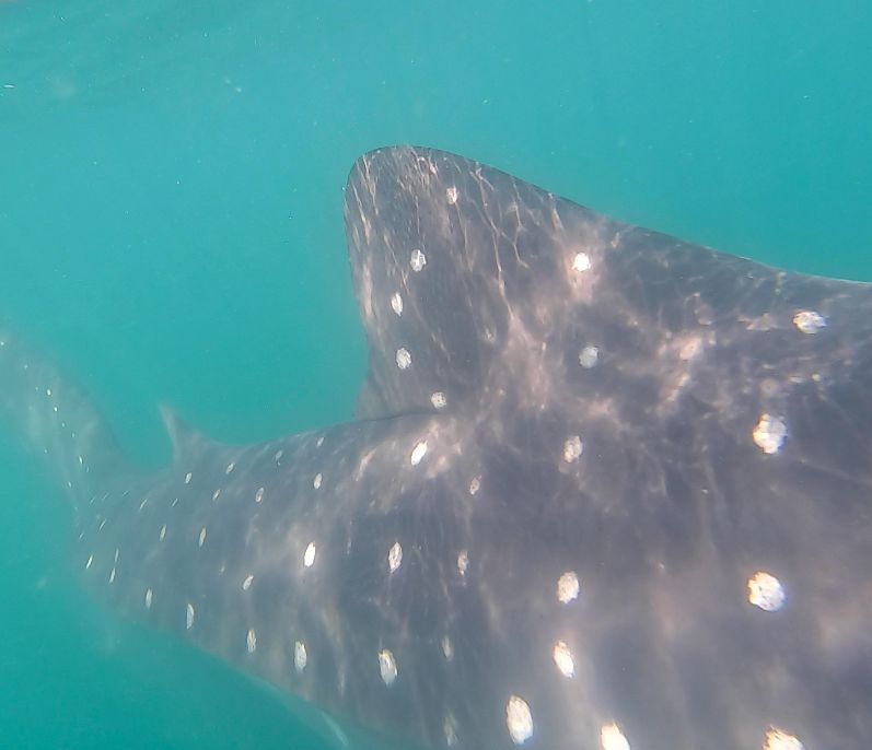 66ec7576-e3da-4fef-8f47-f8cf9d327d52