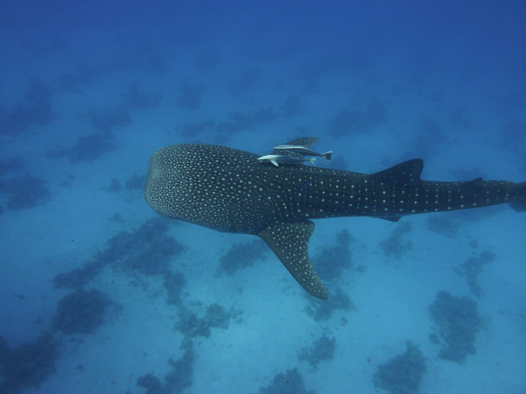 e8b5e764-39aa-4b67-b189-ad487725e442