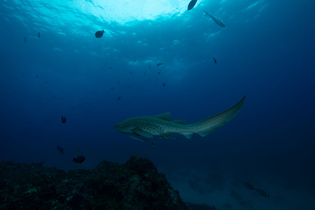 583bec27-1e01-46d2-8c31-4f0bbdb24d9b