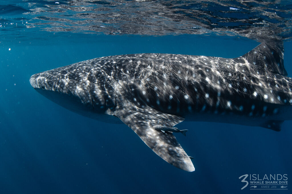 520bded9-151e-4b23-ad7d-ade294837108