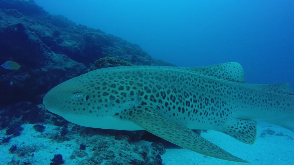 ec19e502-6bcf-479b-9c82-30ee8987fa96