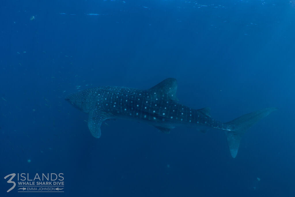 c3d54311-a1ee-41d1-bf20-907e8cb7c182