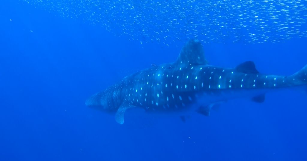 205313cb-7aee-4c4c-9713-89a1a9a86926