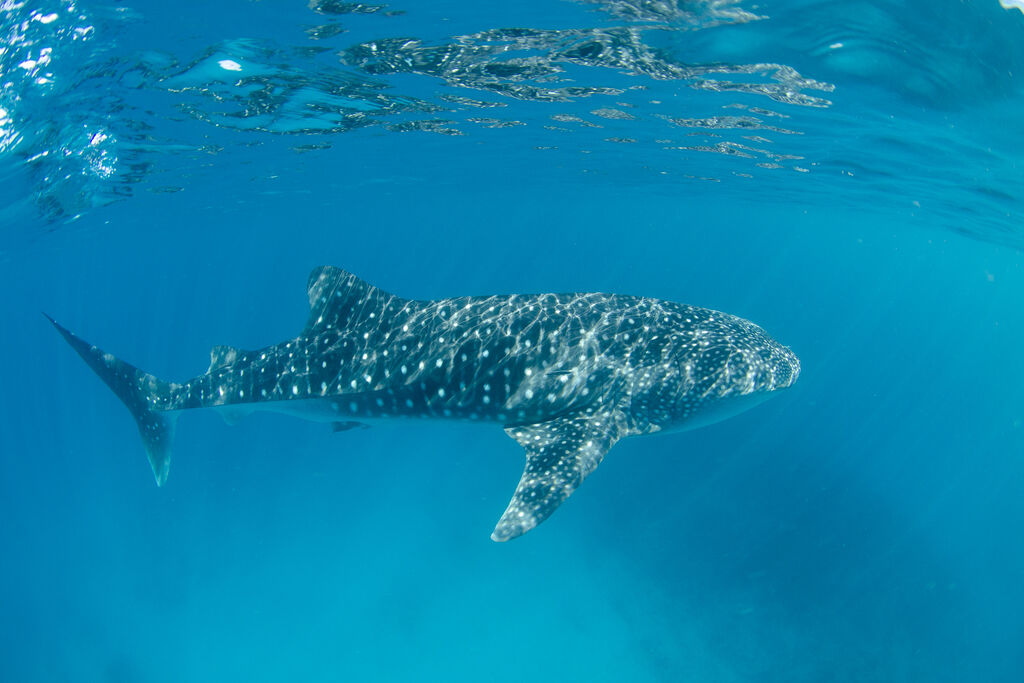 cdc9b184-e291-4157-8b2d-0ae9508221c4