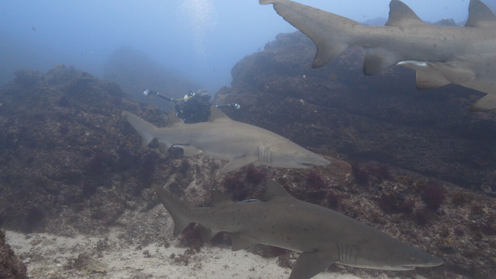 747dbaad-aea3-41c9-8510-97b3cc246897