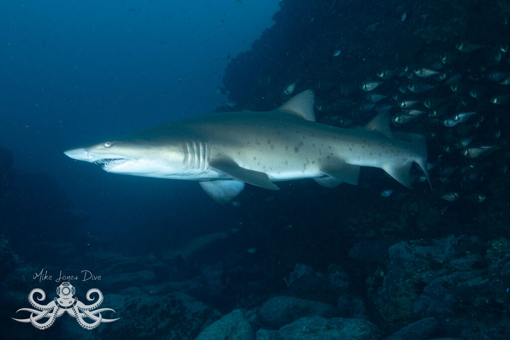 86288038-aaef-4318-ba15-1ba404348b18