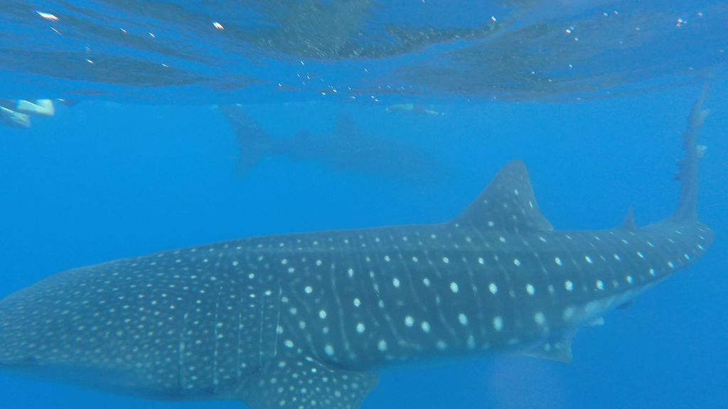 ea4003b1-f397-4e92-8276-4925a804e254