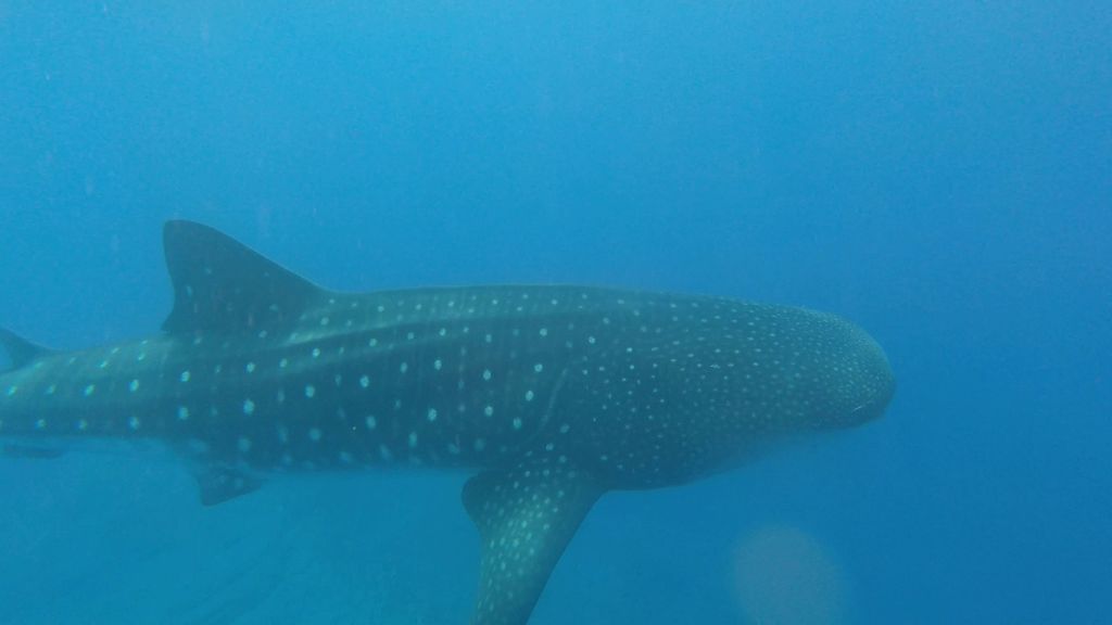 ea4003b1-f397-4e92-8276-4925a804e254