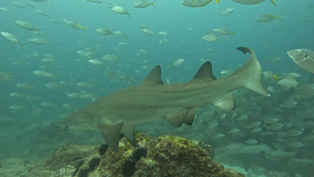 6a696e4f-63b3-4d44-9e20-3290896f08a7