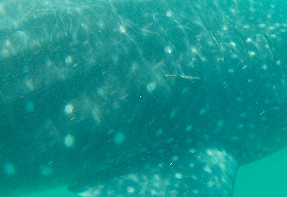 92c5b1ae-096e-44db-a97e-cd87abdd137d