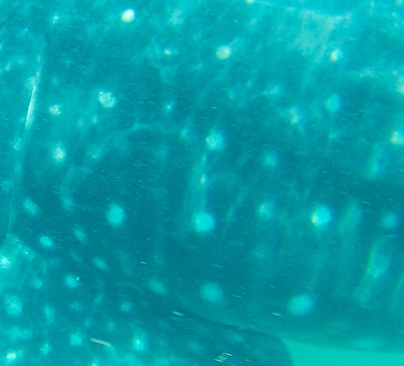 92c5b1ae-096e-44db-a97e-cd87abdd137d