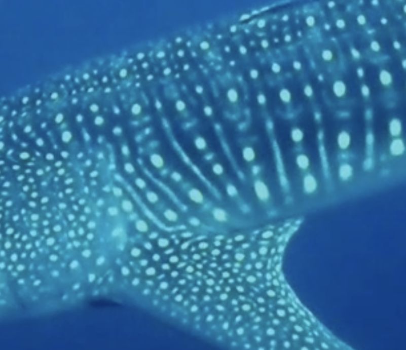 267f2133-8286-46b6-bdcf-ae2b7319e541