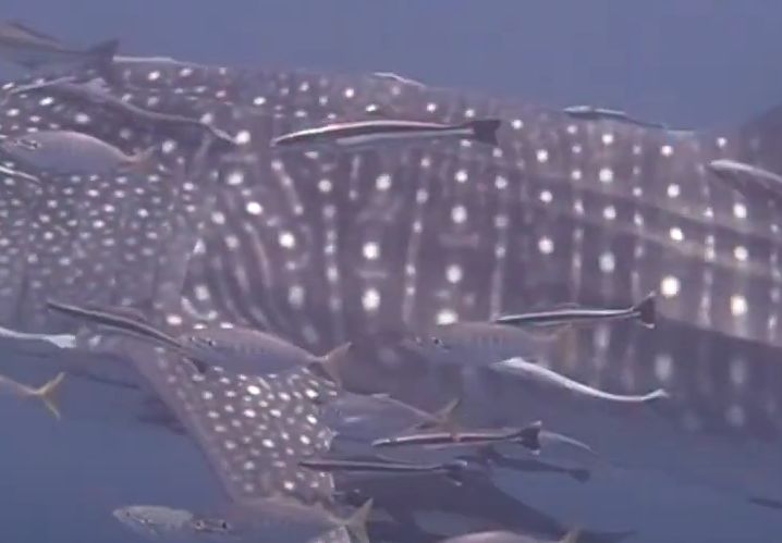 d6b98405-b013-4108-a245-0337fea620af