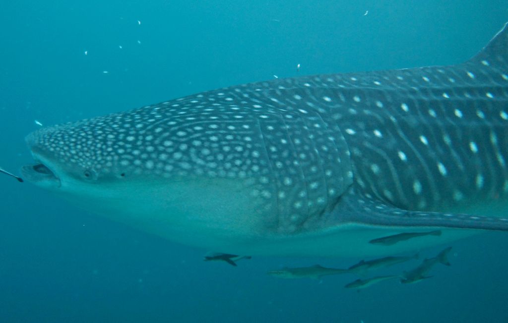 0a900d25-5cef-4d65-9ec9-3d8fce29bd4d