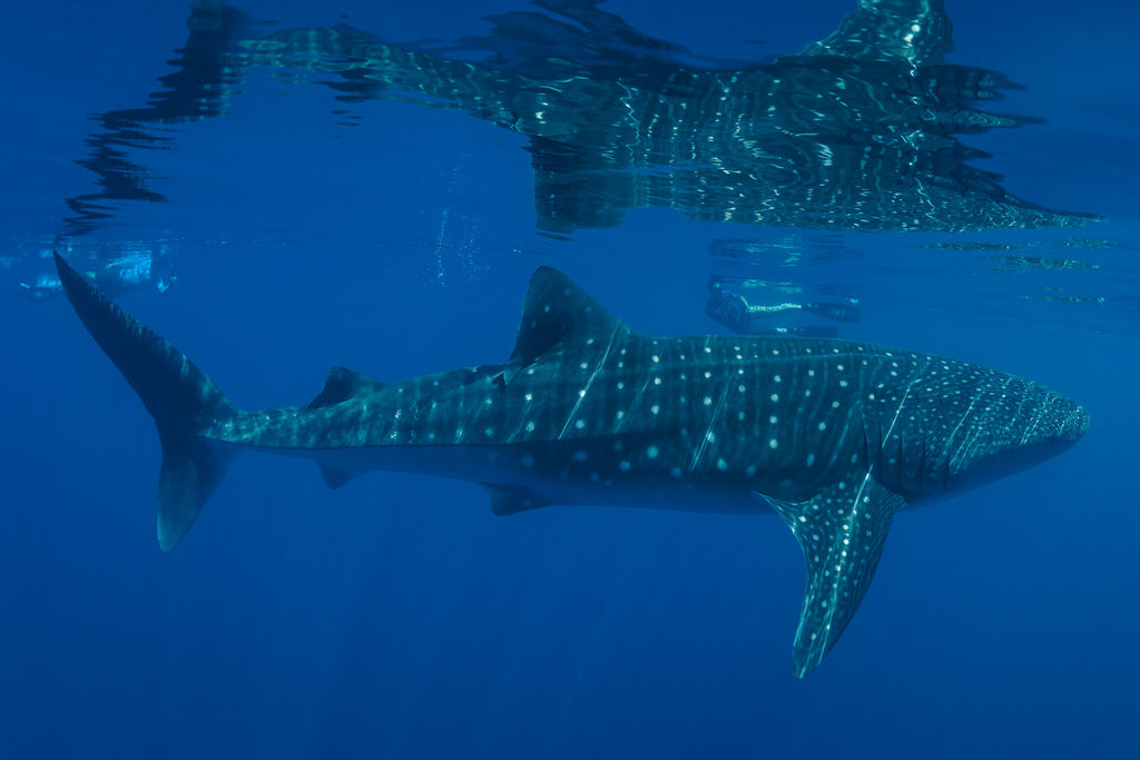 e1521a18-7abe-4fe3-97e3-8c89beeaaf79