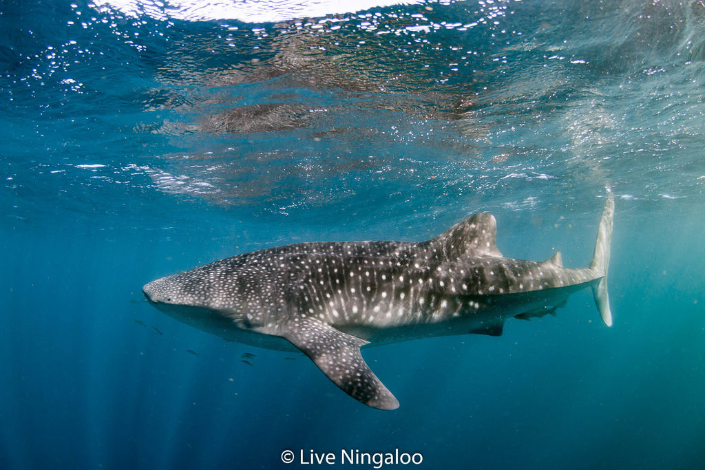 5391dd8c-0d78-4dff-807f-ecfeb829fd53