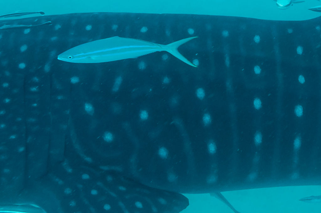 545c87e8-b3bf-4aed-b8d4-c98d1e69ad0d