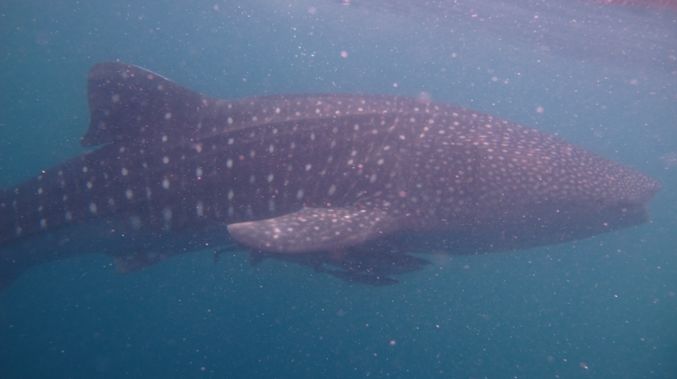 0be011a8-6fee-49db-9d11-2367e94becd4