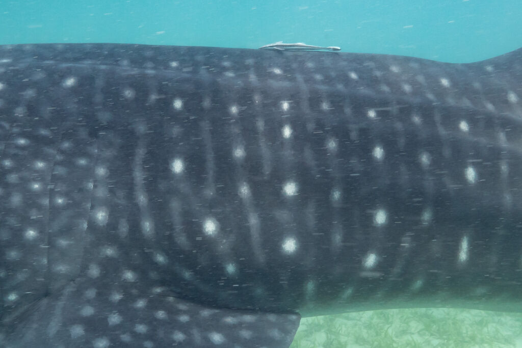 68cc9d82-b626-46b8-a124-c55927560f19