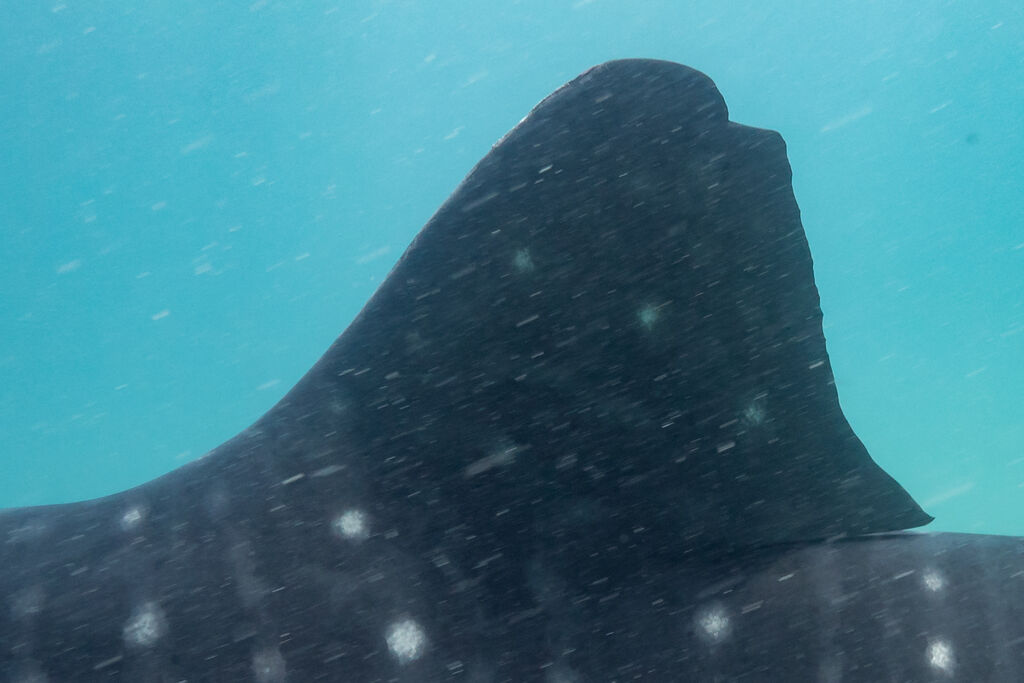 68cc9d82-b626-46b8-a124-c55927560f19