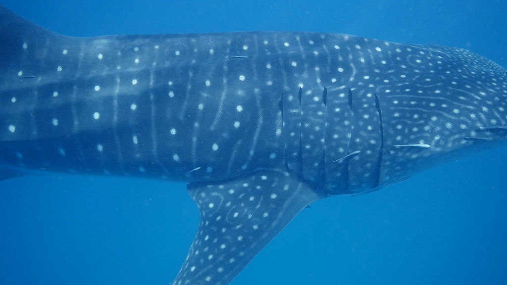 26eded3b-8238-4ac4-abfa-12f5131d914a