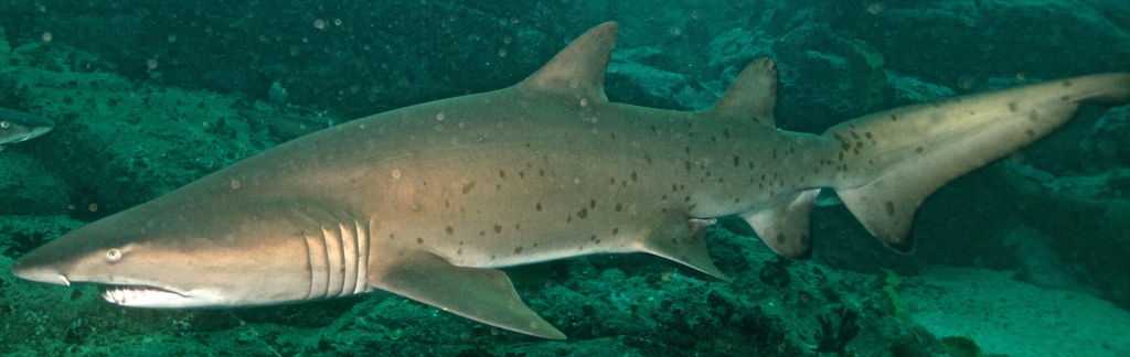 097cf5a1-b48f-42a2-8f5f-3f90f44761d8