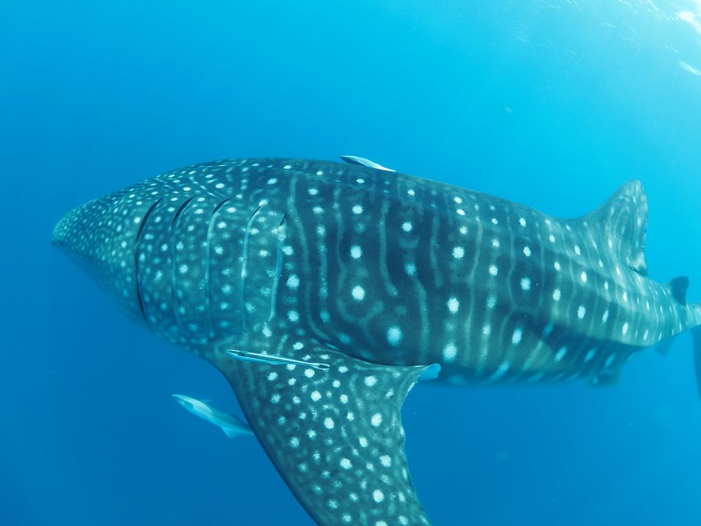 c0fb6d52-c6df-44bd-a546-0de619f44024