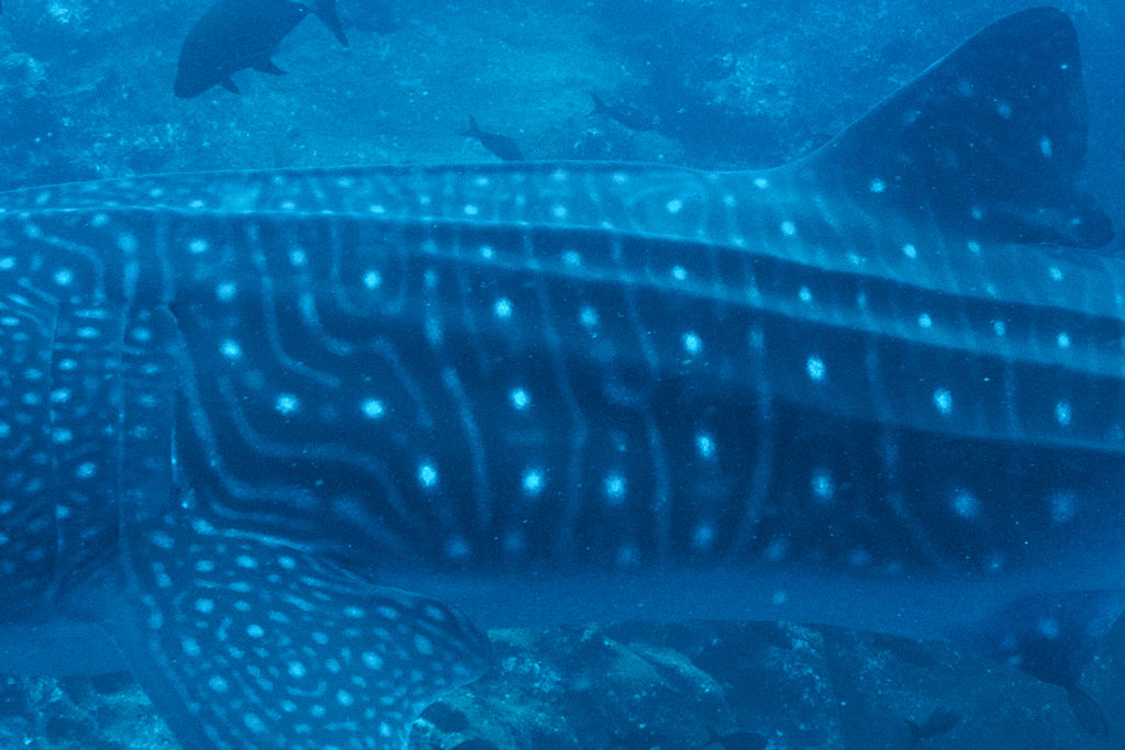 28c6f788-6faf-45aa-8b17-7380f6f11b0e