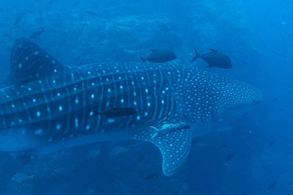 28c6f788-6faf-45aa-8b17-7380f6f11b0e