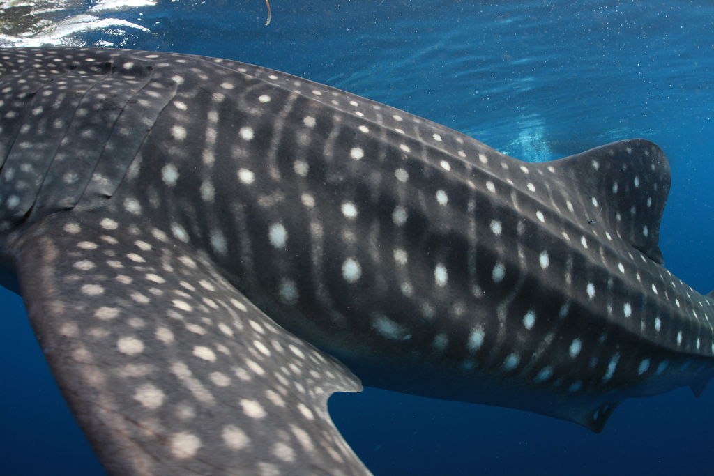 742d4923-4576-4487-8bd4-fbb44d9b1dab