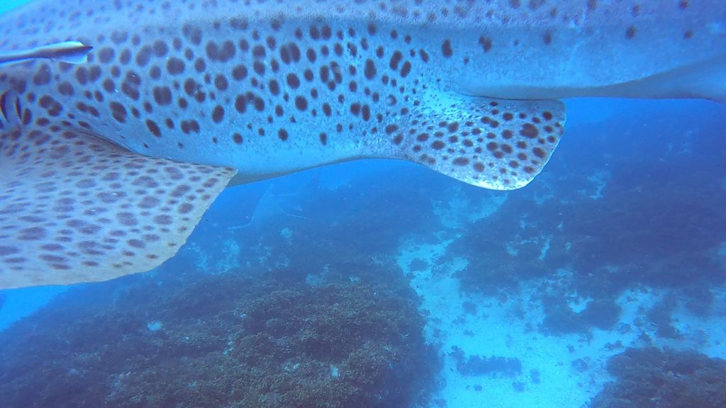 86eccdcb-7a22-41e9-b16e-283e408b0263