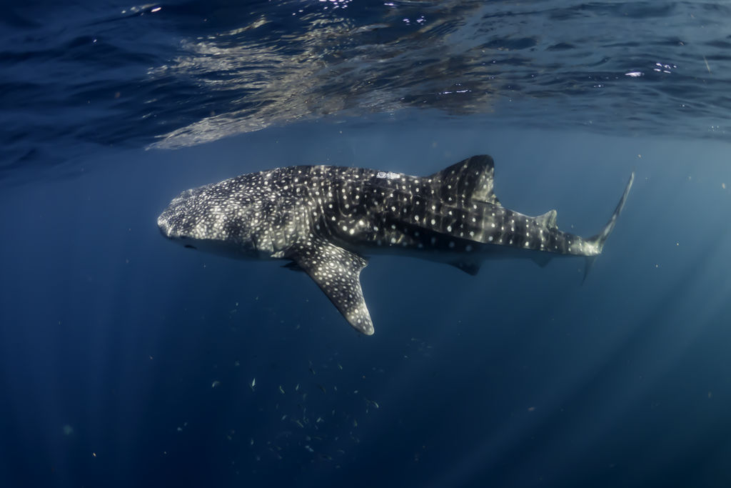 eaa2f86a-a4f9-49a4-b6a1-8929d3dcb1a0