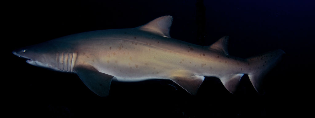 ea18f439-2c88-46d0-b8dc-926cdd2f168f