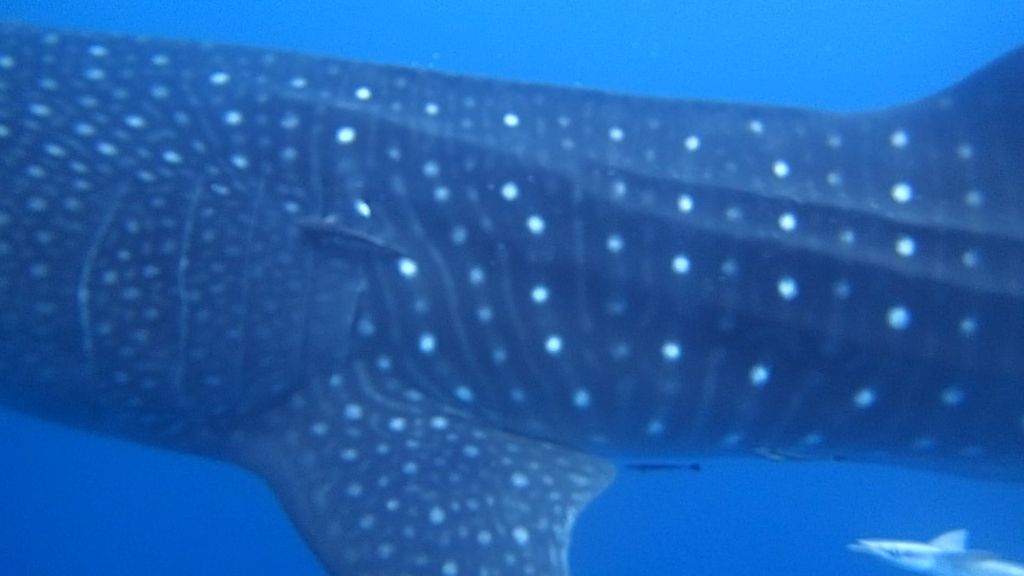 3db8b58c-3ad4-40bf-9303-62a4aa4c7b45