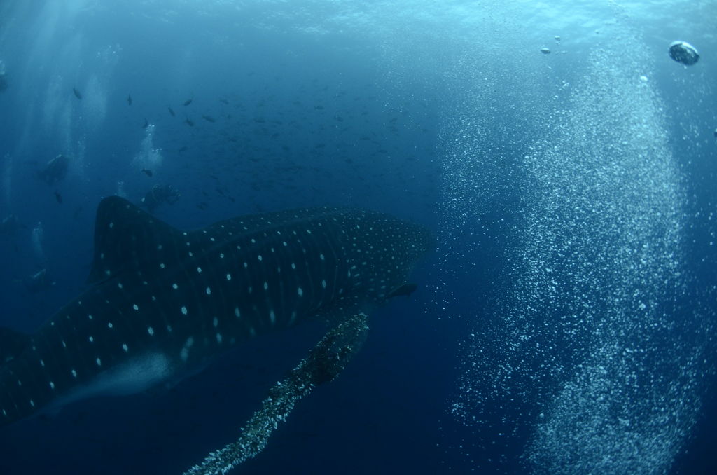 12bea003-a6f4-4811-a1a9-9a3639b89e9a