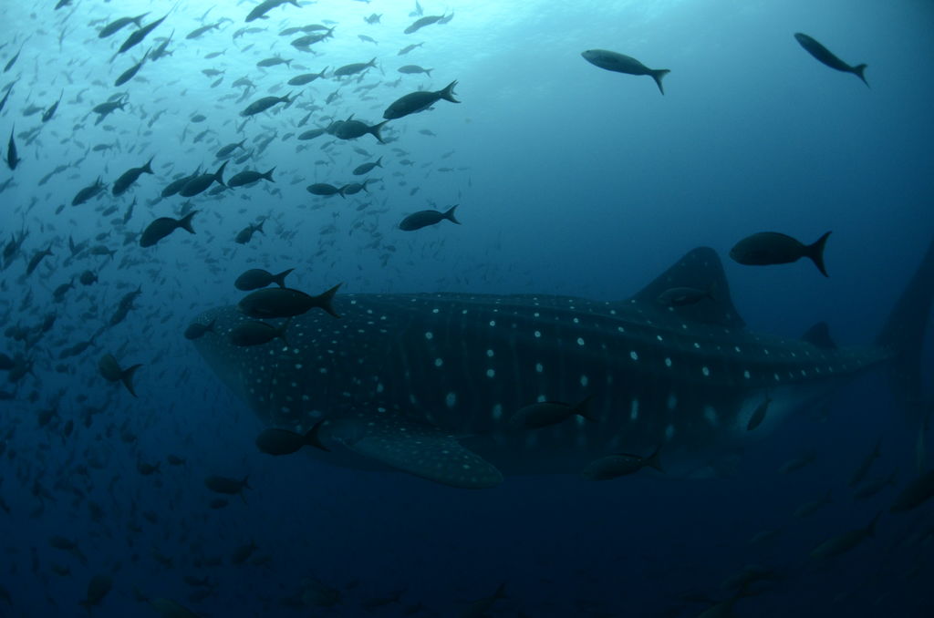 12bea003-a6f4-4811-a1a9-9a3639b89e9a