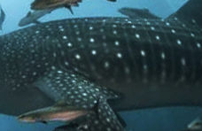 2b0ca9dc-3385-471c-8c68-05d709224d61