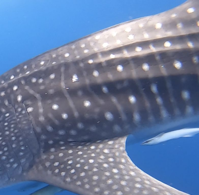 af6e8255-7389-40fa-9e0c-ba2630e91d2b