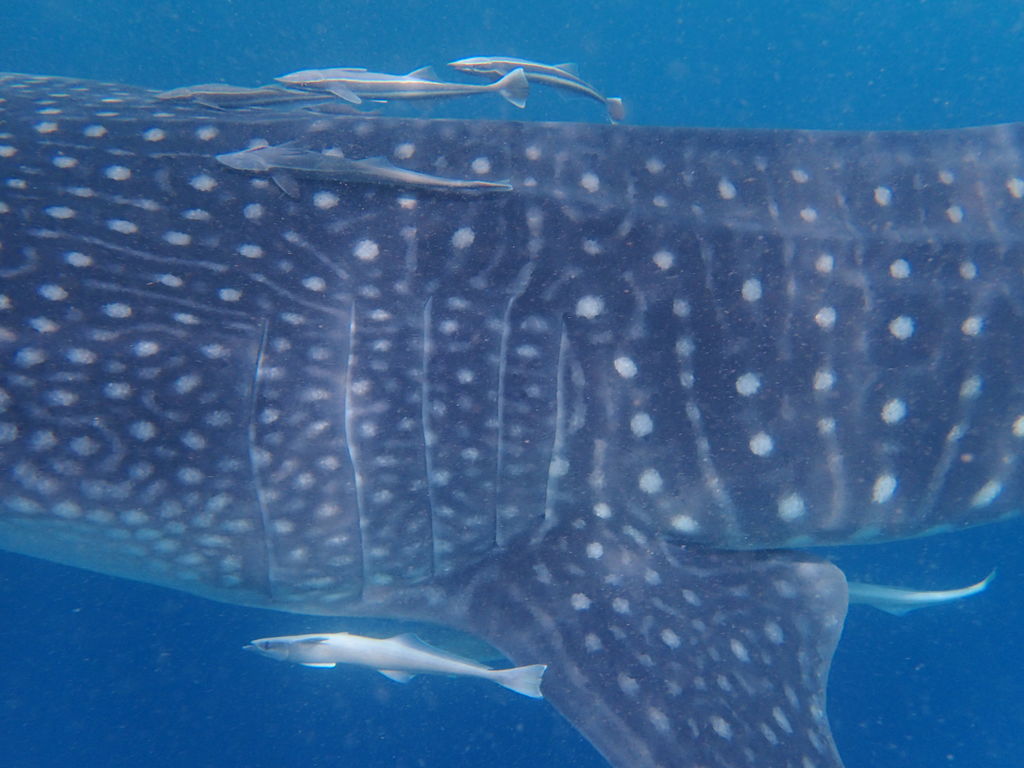 d4406d25-aed0-4166-b88c-14e609a78fb0