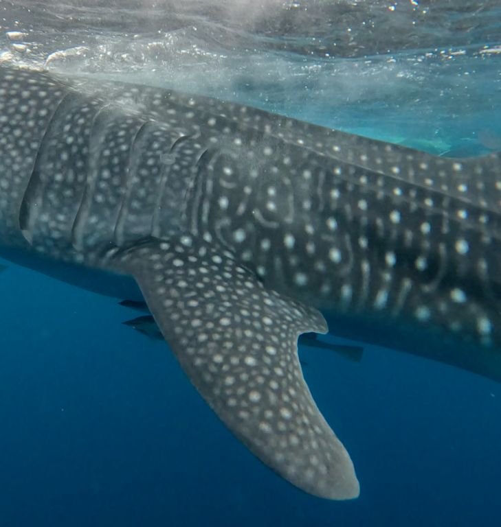 33018485-1b60-455f-af2d-88ceffd3b580