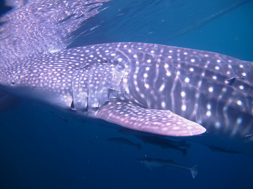 d195a761-531a-46fb-b459-ca186f3111a4