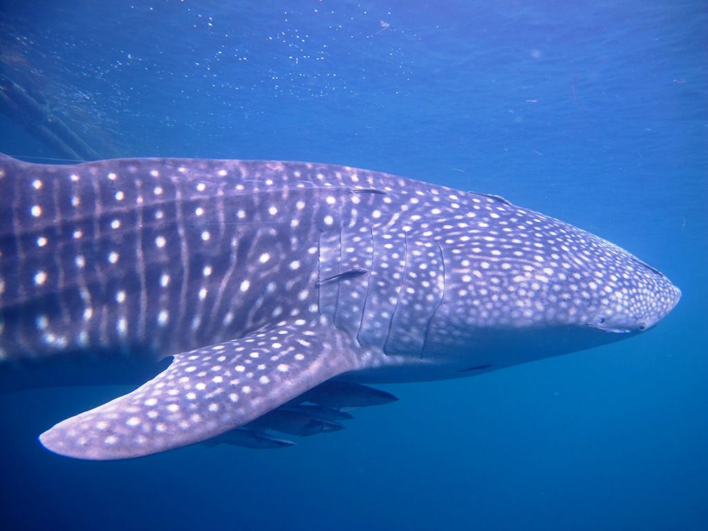 d195a761-531a-46fb-b459-ca186f3111a4