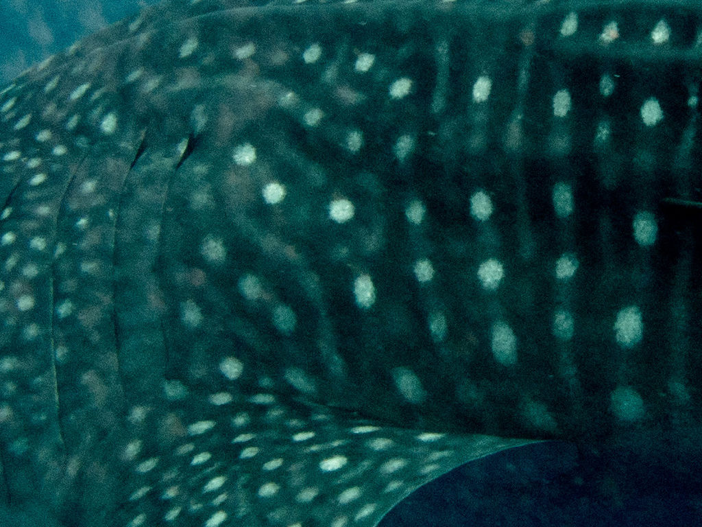 268cd02d-7509-46a9-ace8-6a579739790a