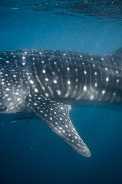 80d4c776-7825-493f-9f3d-036230466cae