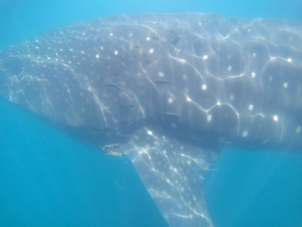 33ded323-8ae1-4e14-8afd-887a556f5335