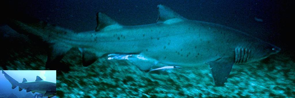 9f4d0d42-e68b-4653-9c79-1b3946a68b27